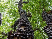 Tiêu dùng - Loại quả xưa không ai biết đến, nay thành đặc sản có hương vị lạ được dân thành phố "săn lùng", 250.000 đồng/kg