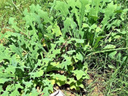 Cây dại mọc bờ bụi xưa không ai ngó ngàng, nay thành đặc sản có hương vị lạ, dân thành phố ưa chuộng