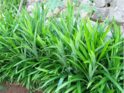 Sức khỏe - Cây dại tỏa mùi thơm đặc trưng, xưa mọc đầy bờ bụi nay thành đặc sản làm các món ăn nổi tiếng, nhiều lợi ích cho sức khỏe