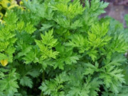 Sức khỏe - Cây mọc dại ở ven đường, có vị đắng nhưng làm thành nhiều món đặc sản nổi tiếng, tốt cho sức khoẻ