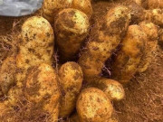 Báu vật dưới lòng đất xưa là món ăn cứu đói, nay thành đặc sản làm đủ món ngon, dân thành phố ưa chuộng