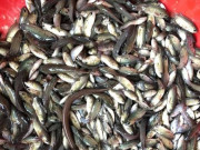 Đặc sản mỗi năm chỉ có một mùa, xưa giá rẻ như cho, nay dân thành phố săn lùng vì hương vị lạ, 120.000 đồng/kg