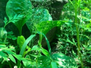 Sức khỏe - Cây mọc dại tưởng không ăn được, nay thành đặc sản làm nhiều món ngon, vừa lạ miệng vừa tốt cho sức khoẻ