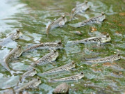 Tiêu dùng - Đặc sản Cà Mau có tên rất lạ, xưa không ai ngó ngàng nay dân đi bắt về bán 500.000 đồng/kg, có hương vị lạ lẫm