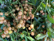 Sức khỏe - Loại quả mọc dại xưa không ai ăn, nay làm thành nhiều món đặc sản có hương vị lạ ở thành phố, giàu vitamin