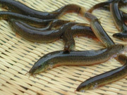 Đặc sản xưa dành cho người nghèo, nay làm thành món ăn ngon có hương vị lạ, người thành phố săn lùng