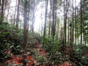 Cây dại mọc bờ bụi xưa không ai biết đến, nay thành đặc sản được dân thành phố ưa chuộng vì hương vị lạ, 70.000 đồng/kg