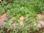 Sức khỏe - Cây dại mọc ven đường có hương vị đặc biệt, nay thành đặc sản được dân thành phố ưa chuộng, tốt cho sức khỏe