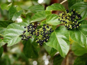 Cây dại mọc ở bờ mương, xưa không ai hái nay làm thành món đặc sản có hương vị đặc biệt, 70.000 đồng/kg