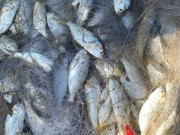 Sức khỏe - Đặc sản mỗi năm chỉ có một mùa, xưa rẻ như cho nay được ưa chuộng vì hương vị lạ, tốt cho sức khỏe