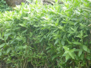 Tiêu dùng - Loại lá mọc bờ rào có mùi thơm đặc biệt, nay thành đặc sản được ưa chuộng, 50.000 đồng/kg có tiền cũng khó mua