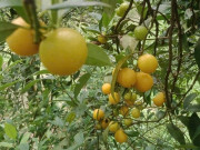 Sức khỏe - Loại quả xưa không ai ngó ngàng, giờ thành đặc sản được ưa chuộng vì hương vị đặc biệt, tốt cho sức khỏe