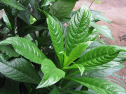 Sức khỏe - Cây dại mọc bờ bụi xưa không ai biết đến, nay làm thành món đặc sản có hương vị lạ, tốt cho sức khoẻ