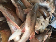 Tiêu dùng - Đặc sản có tên vô cùng lạ, xưa không ai biết đến nay dân thành phố thích mê vì hương vị đặc biệt, 220.000 đồng/kg