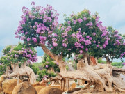 Tin tức - Cây dại nở hoa đẹp mắt "lên chậu" thành bonsai, trưng vừa độc lạ vừa hợp phong thủy, có cây giá 2 tỷ đồng