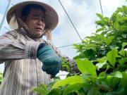 Tin tức - Nông dân kiếm tiền tỉ từ việc ghép mai kiểng cổ và bonsai