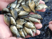 Sức khỏe - Đặc sản mỗi năm chỉ có một mùa, xưa có đầy ruộng nay phơi khô bán 200.000 đồng/kg, tốt cho sức khoẻ