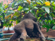 Tin tức - Mang cây héo ngọn về trồng bỗng thành bonsai dáng thế đẹp, mang tới tài lộc, có cây 3,5 tỷ chủ nhân vẫn không bán