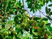 Sức khỏe - Loại quả xưa không ai ngó ngàng, giờ thành đặc sản dân thành phố "săn lùng" có hương vị lạ, tốt cho sức khoẻ