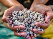 Tiêu dùng - Đặc sản tên vô cùng lạ, mỗi năm chỉ có một mùa, nay dân thành phố ưa chuộng vì hương vị đặc biệt, 150.000 đồng/kg