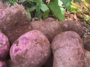 Tiêu dùng - "Báu vật dưới lòng đất" xưa dành cho người nghèo, nay thành đặc sản ở thành phố có hương vị đặc biệt, 70.000 đồng/kg