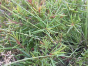 Tiêu dùng - Cây dại mọc bờ bụi có tên rất lạ, nay thành đặc sản dân thành phố ưa chuộng vì hương vị đặc biệt, 100.000 đồng/kg