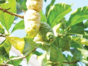 Sức khỏe - Loại quả xưa không ai ngó ngàng, giờ thành đặc sản có hương vị lạ dân thành phố ưa chuộng, tốt cho sức khoẻ