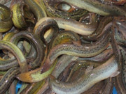 Sức khỏe - Đặc sản mỗi năm chỉ có một mùa, xưa có đầy ruộng nay phơi khô thành đặc sản 300.000 đồng/kg, tốt cho sức khoẻ