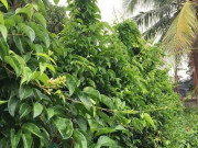 Sức khỏe - Loại lá xưa không ai biết đến, nay thành đặc sản có hương vị lạ người thành phố "săn lùng", tốt cho sức khoẻ