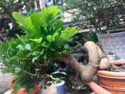 Tin tức - Cây dại quen thuộc cho hoa thơm nức lên chậu thành bonsai, vừa đẹp vừa mang tới bình an, có cây định giá 1,5 tỷ đồng