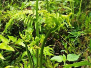 Sức khỏe - Cây dại mọc bờ bụi xưa không ai ăn, nay thành đặc sản ở thành phố có hương vị lạ, tốt cho sức khoẻ