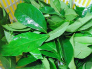 Sức khỏe - Loại lá xưa không ai ngó ngàng, giờ thành đặc sản có hương vị đặc biệt giá 250.000 đồng/kg, tốt cho sức khỏe