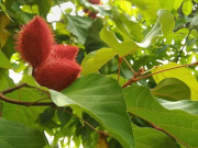 Tiêu dùng - Loại quả xưa có đầy không ai ngó ngàng, giờ thành đặc sản nổi tiếng dân thành phố ưa chuộng, 100.000 đồng/kg