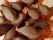 Sức khỏe - Loại quả xưa không ai ăn, giá rẻ như cho nay thành đặc sản 500.000 đồng/kg dân thành phố ưa chuộng, vừa lạ miệng vừa bổ dưỡng