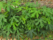 Tiêu dùng - Cây lạ mọc bờ rào xưa không ai biết đến, giờ thành đặc sản có hương vị lạ dân thành phố tranh nhau mua, 70.000 đồng/kg