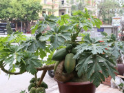 Tin tức - Cây quen thuộc lên chậu thành bonsai vừa đẹp vừa mang ý nghĩa đủ đầy, có cây giá vài chục triệu đồng được ưa chuộng