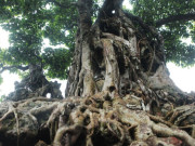 Tin tức - Đại gia Hà Nội sở hữu siêu cây độc nhất vô nhị ở Việt Nam, giá trị "khủng", có người trả bằng 2 căn biệt thự vẫn bị từ chối