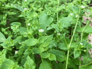 Tiêu dùng - Cây dại mọc ven đường có tên vô cùng lạ, nay bán 60.000 đồng/kg thành đặc sản ở thành phố, hương vị đặc biệt