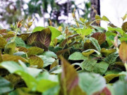 Sức khỏe - Cây leo hàng rào xưa không ai ăn, nay bán 150.000 đồng/kg thành đặc sản có hương lạ, tác dụng tuyệt vời