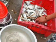 Tiêu dùng - Thứ xưa nhà nghèo ăn đến chán ngán, nay thành đặc sản có hương vị lạ ở thành phố, 300.000 đồng/kg