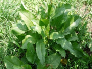 Sức khỏe - Cây dại mọc ven đường có tên vô cùng lạ, nay bán 120.000 đồng/kg thành đặc sản dân thành phố tranh nhau mua, công dụng tuyệt vời