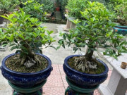 Tin tức - Cây lạ tỏa mùi thơm đặc biệt lên chậu thành bonsai có dáng thế đẹp, mang lại may mắn, có cây "khủng" giá đến 1,6 tỷ đồng