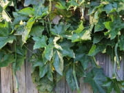 Sức khỏe - Loại lá leo bờ rào xưa không ai ăn, giờ thành món đặc sản có hương vị lạ ở thành phố, tốt cho sức khoẻ