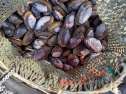 Tiêu dùng - Đặc sản tên rất lạ, mỗi năm chỉ có một mùa, nay bán 180.000 đồng/kg thành món ăn khoái khẩu, dân thành phố tranh nhau mua