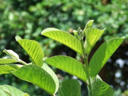 Sức khỏe - Loại lá xưa không ai ăn, nay bán 60.000 đồng/kg thành đặc sản khách tranh nhau mua vì hương vị đặc biệt, tốt cho sức khoẻ