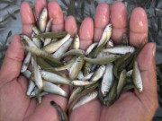 Sức khỏe - Đặc sản nổi tiếng mỗi năm chỉ có một mùa, xưa giá rẻ như cho nay bán 300.000 đồng/kg được ưa chuộng, giàu canxi