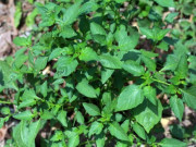 Sức khỏe - Cây dại mọc bờ bụi có vị đắng, xưa không ai ăn nay làm thành món đặc sản có hương vị lạ, tốt cho sức khoẻ