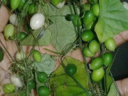 Lifestyle - Loại quả xưa không ai ngó ngàng, nay thành đặc sản có hương vị đặc biệt, dân thành phố "săn lùng" khắp nơi