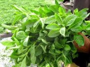 Tiêu dùng - Cây dại mọc bờ bụi có tên vô cùng lạ, nay thành đặc sản hương vị đặc biệt dân thành phố tranh nhau mua, 100.000 đồng/kg