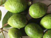 Tiêu dùng - Loại quả xưa không ai biết đến, nay thành đặc sản có hương vị lạ được người thành phố ưa chuộng, 40.000 đồng/kg